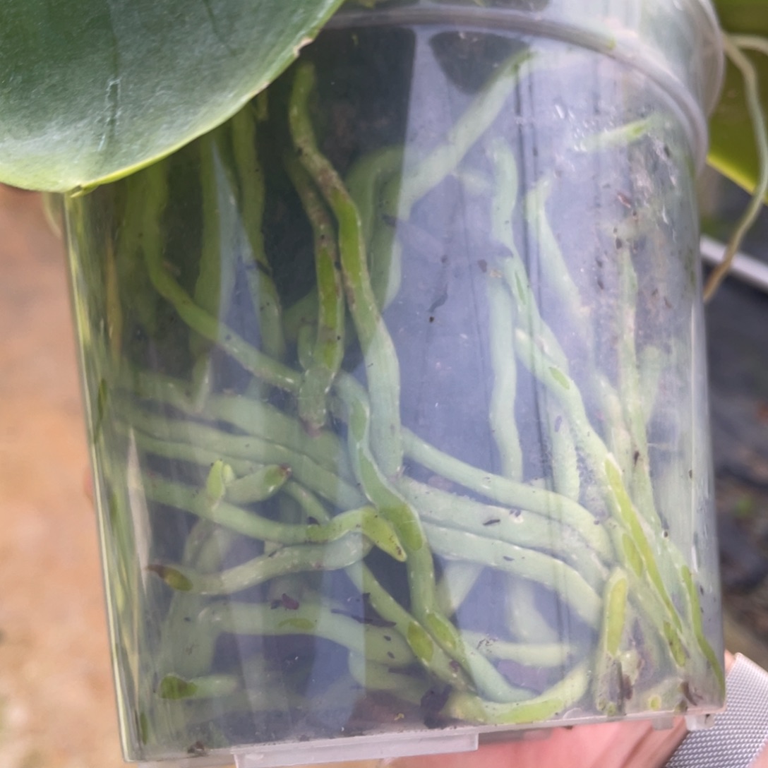 全部花苞4寸花苞盲盒（叶瑕）