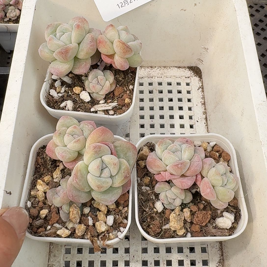 77 号到手1框一物一拍