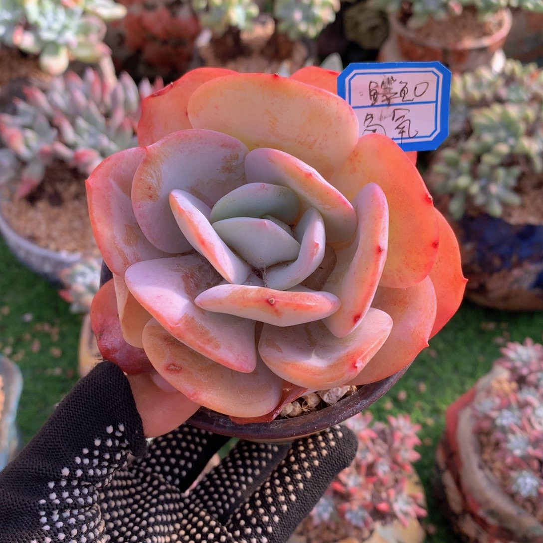 氢****发氢氧0米一物一拍