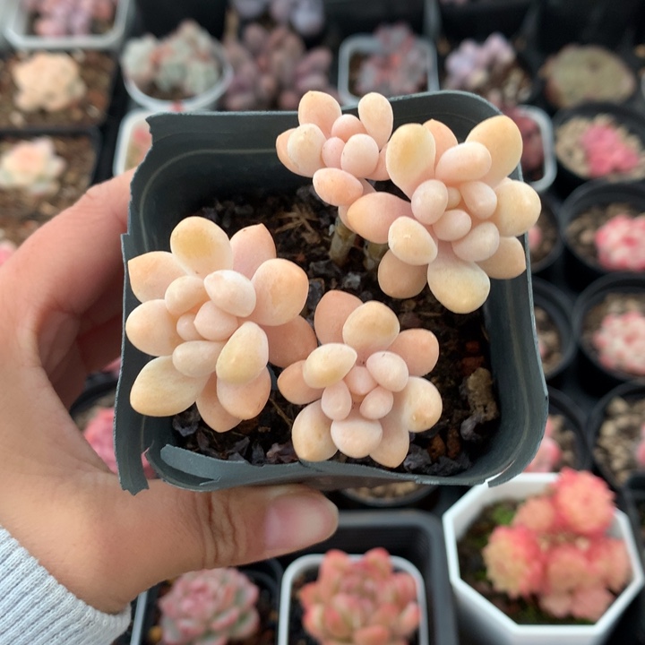 精控达芙妮小多肉