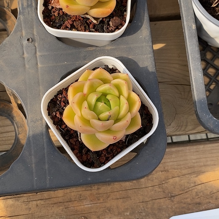 单头春春珍妮。福利多多