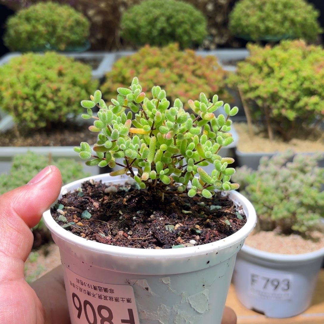 枝干番杏冰糖F806
