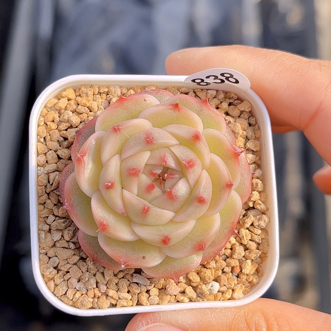 838 放漏  新品珍妮 满18包邮