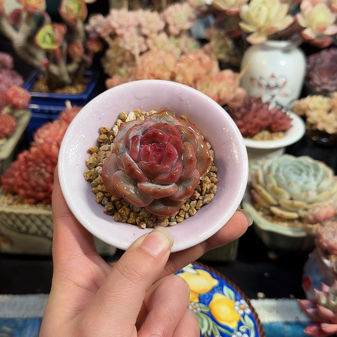 星影6cm左右带盆土