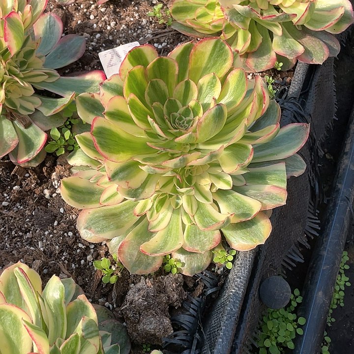 火龙果多肉法师多肉法师