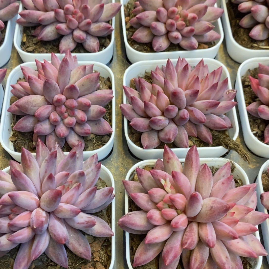 149。金鱼姬。双头。