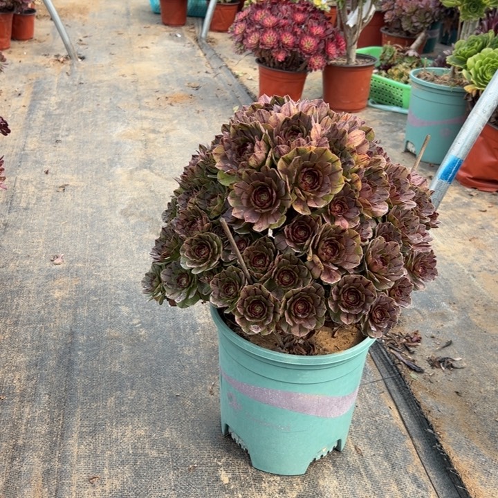 111万圣节拉丝多肉多肉