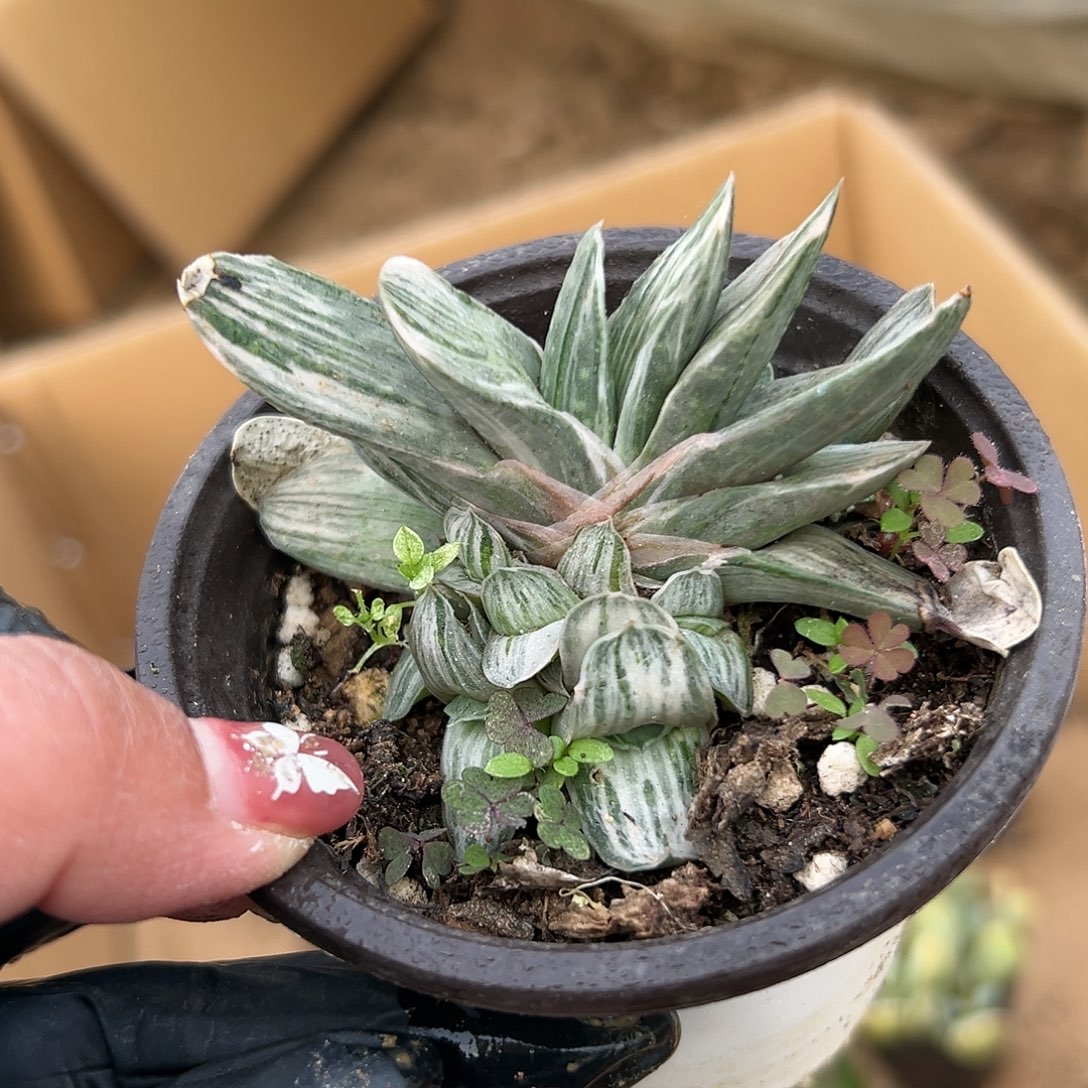 多肉植物奶油紫宝