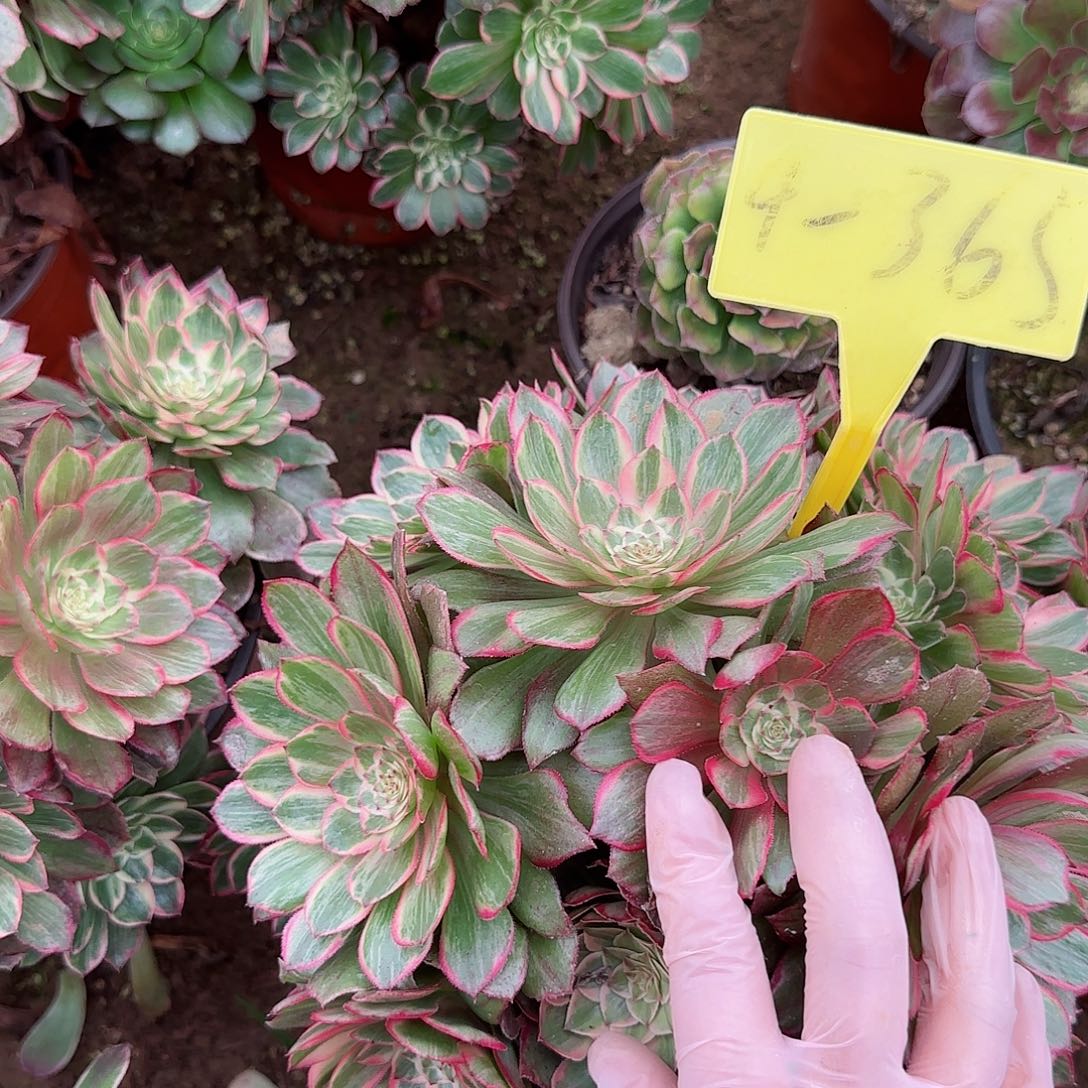 4-365--+多头多肉植物大战