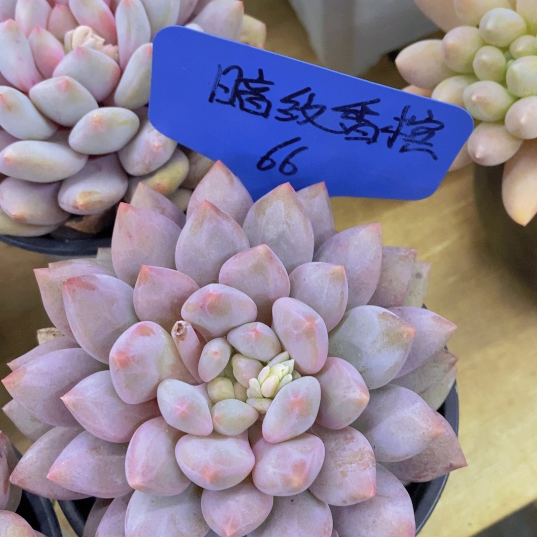 多肉植物，一组自拍可以拍