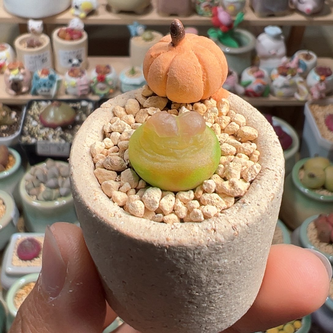 多肉植物114号拉登