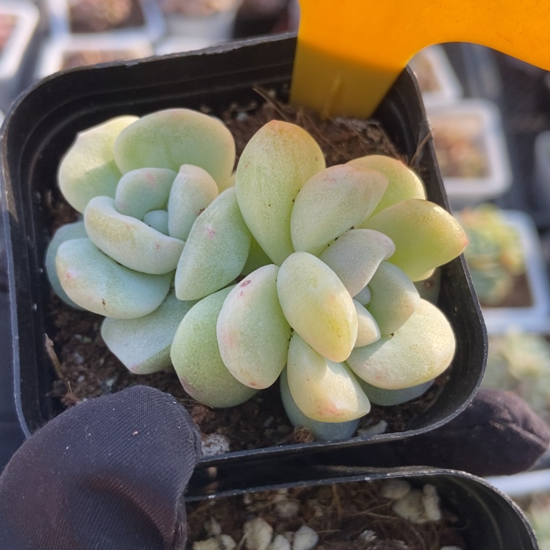 2100冰玉石化多肉植物