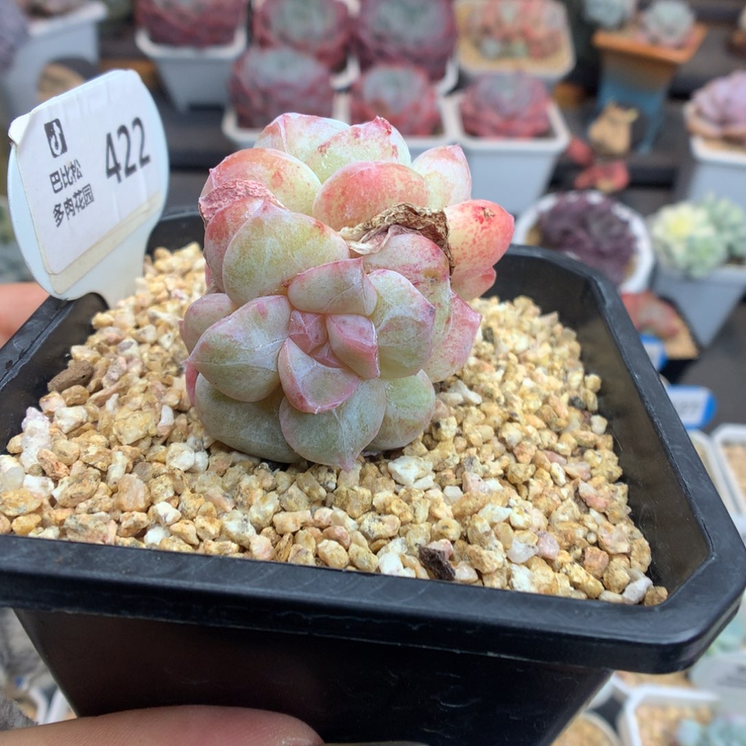 422三头冰玉石化多肉植物