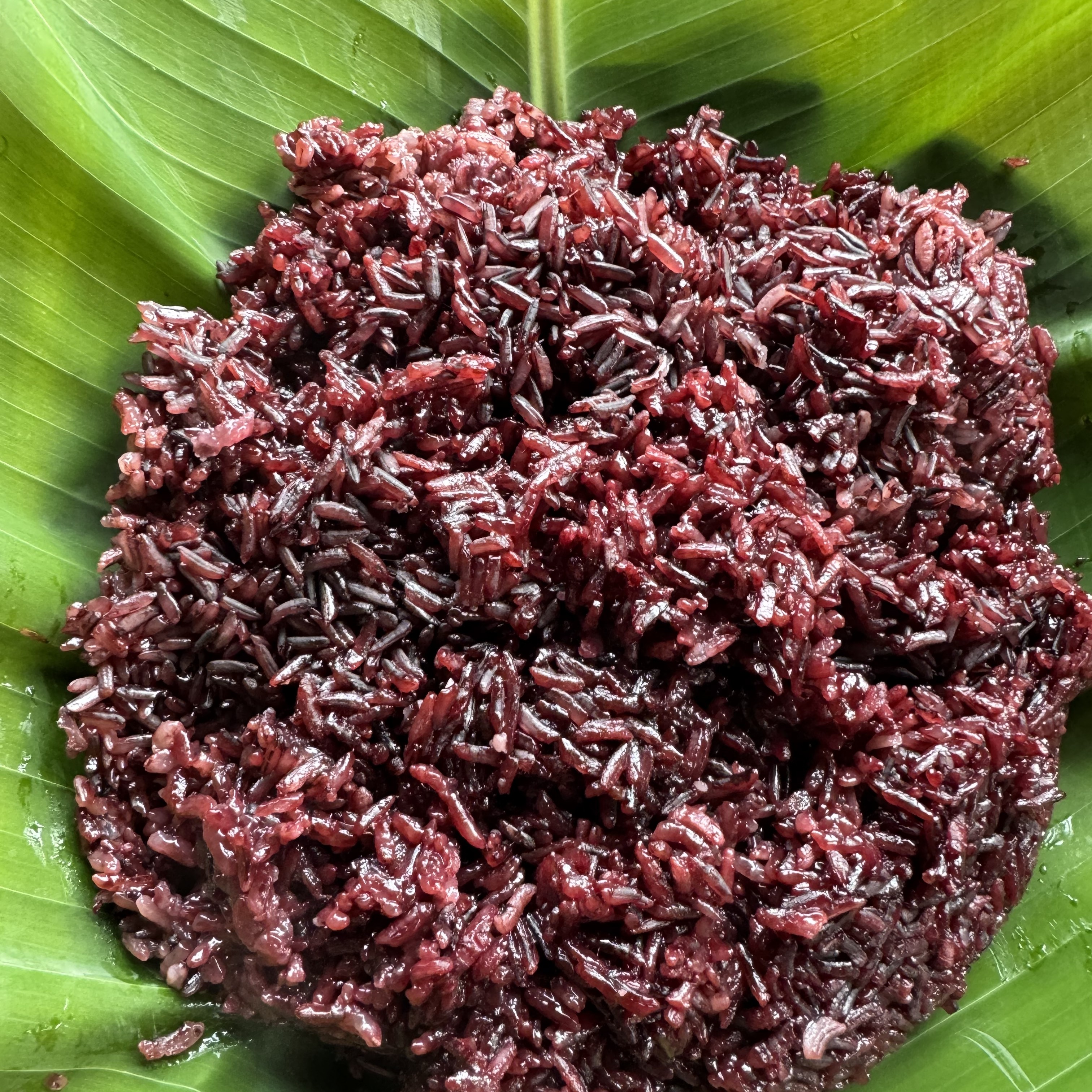 云南老品种紫糯米