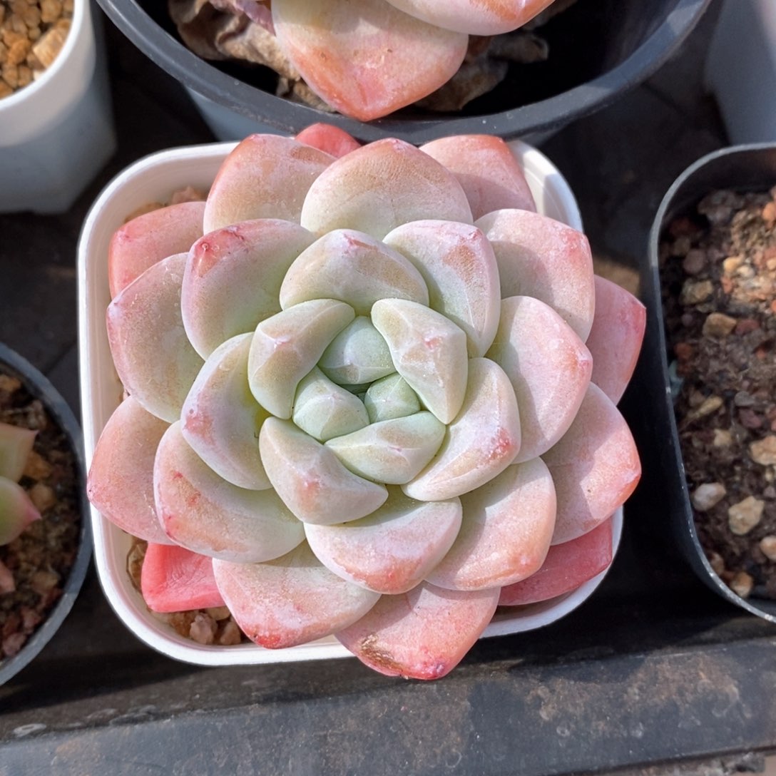 精品多肉一物一柏不包整465