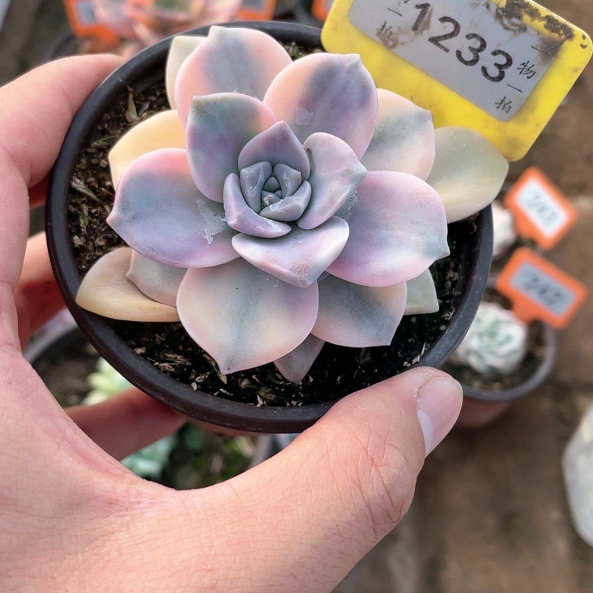 【闪购商品】1233号