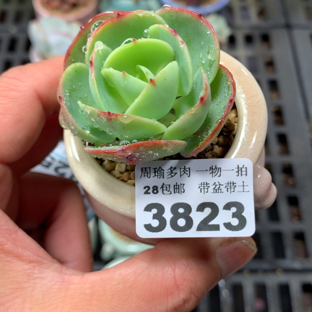 精控多肉植物3823