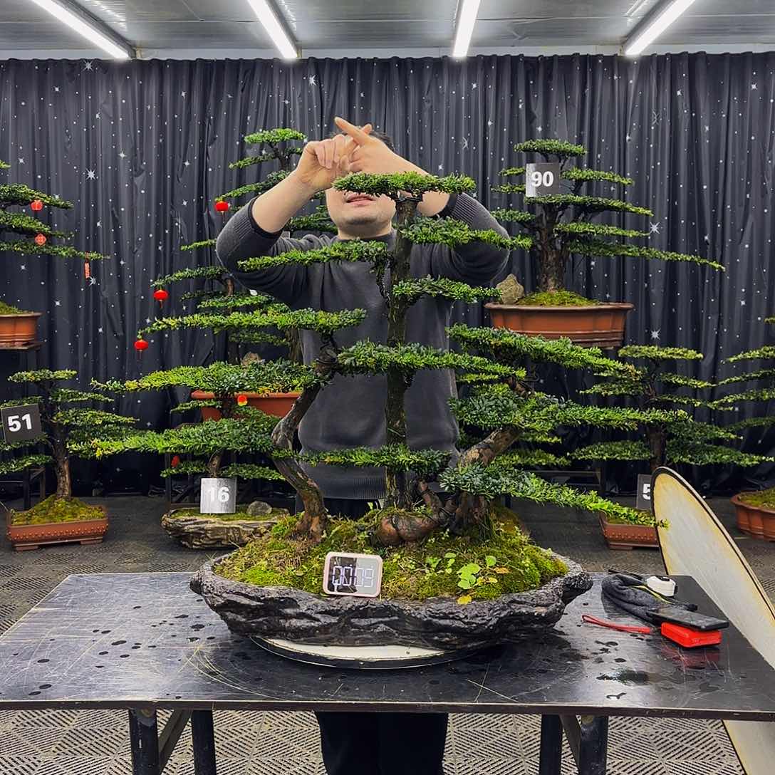 珍珠红芽菊花罗汉松造型盆景