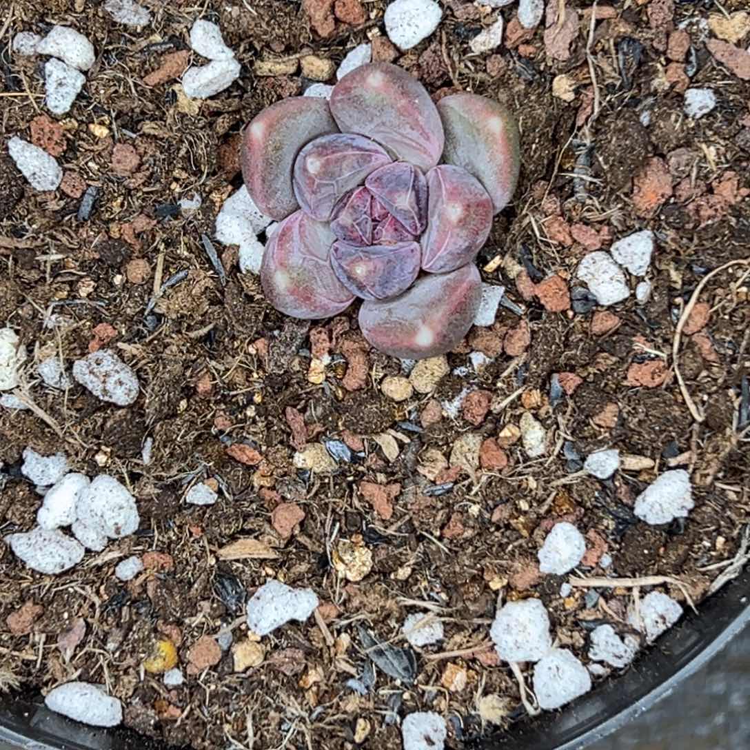 娟***姐娟姐 紫黑雪黛丽 1111