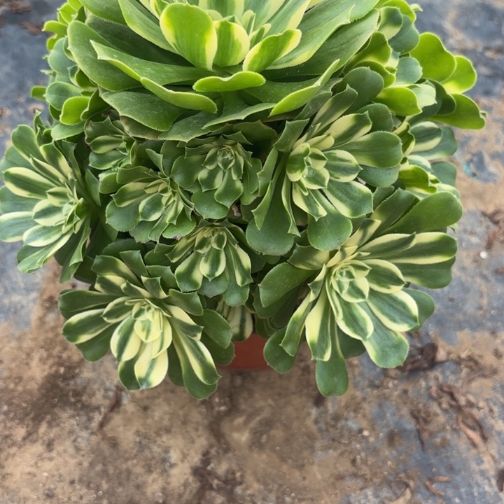 新尼亚多肉不包损12