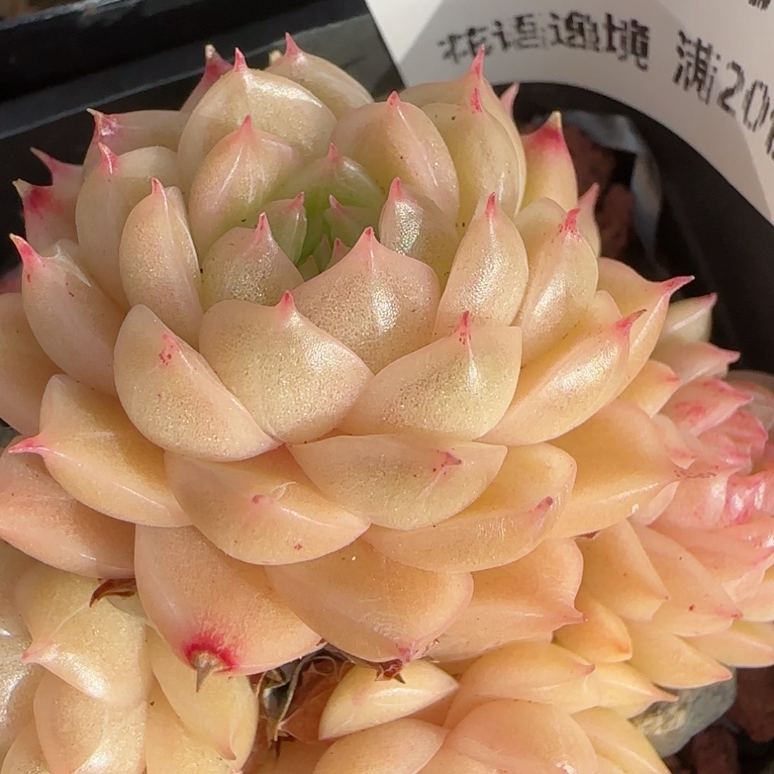 花语逸镜0201-12散