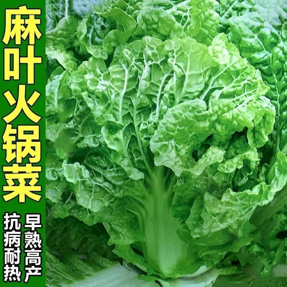 无筋叶多火锅菜种子大白菜种籽大田白菜蔬菜种孑高产耐贮秋播四季