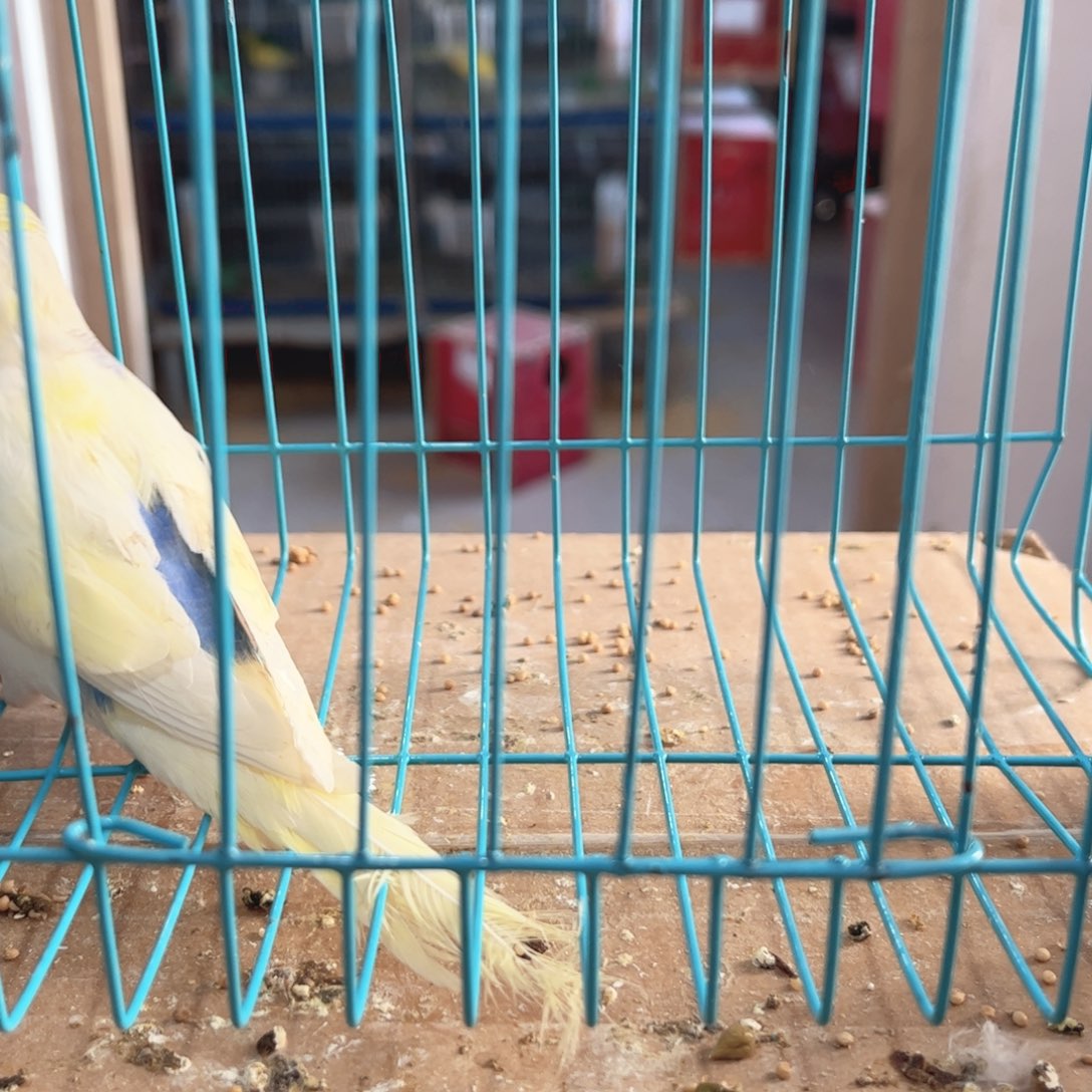 虎皮鹦鹉我的小姐姐