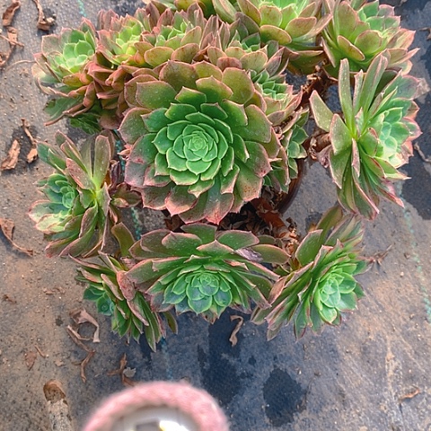 763万黄锦多肉植物