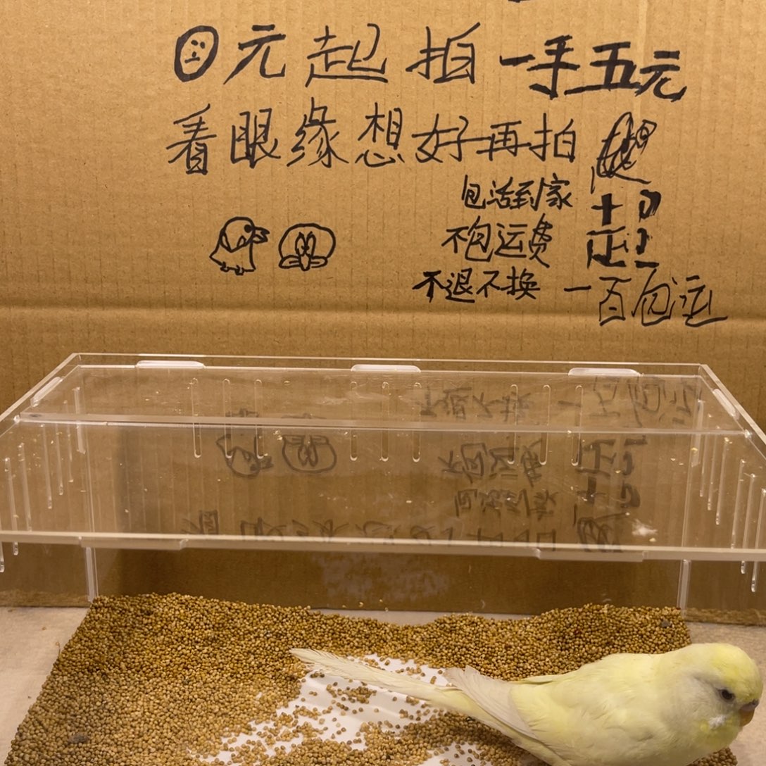 虎皮鹦鹉22222222