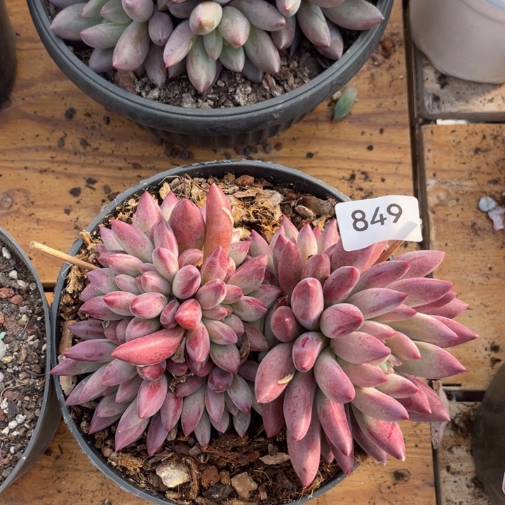 哈哈哈哈哈哈哈哈849