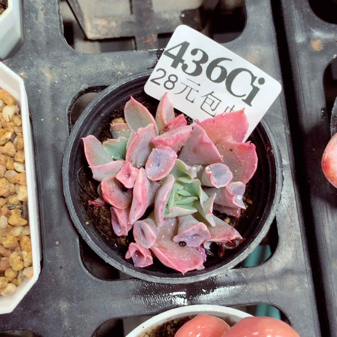 5厘米盆精控多肉436