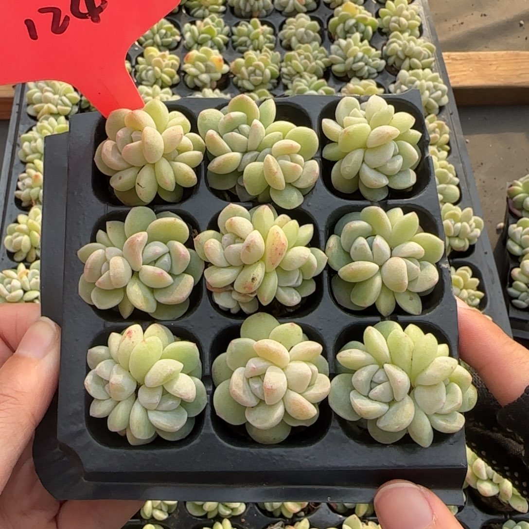 124冰玉双哈哈哈哈