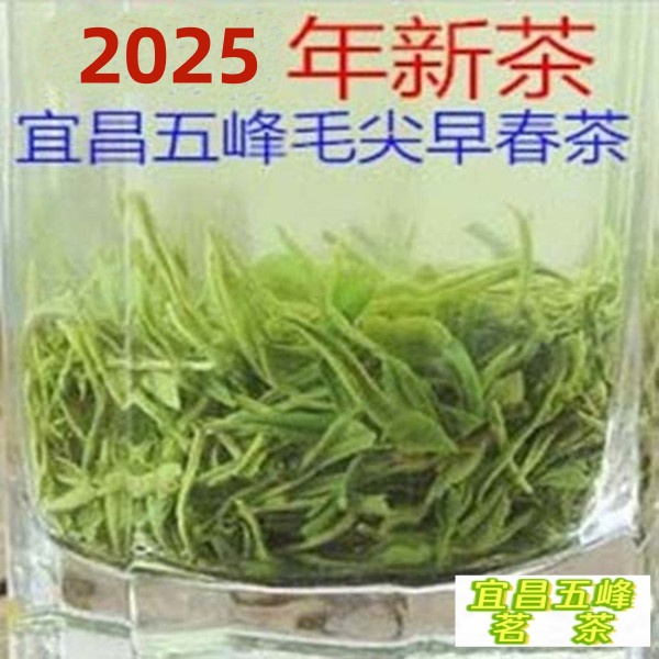 2025年明前新茶五峰毛尖超级峡州碧峰宜昌绿茶邓村500g白毫