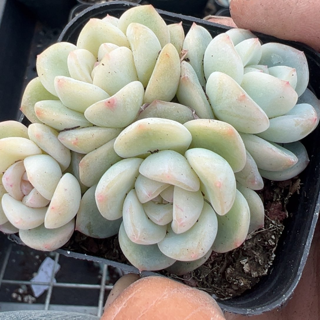 小卡拉米糖心一物一拍