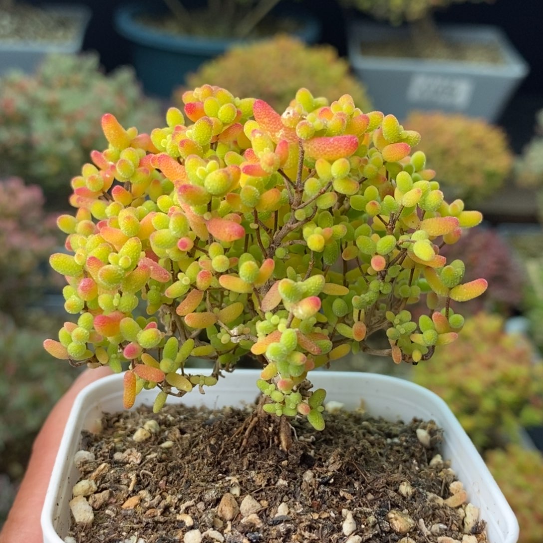 1383蜜橘糖球 。      