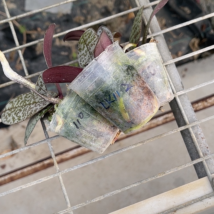 当前无花栽培后可以开花西雷利3颗