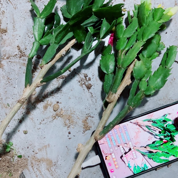 俩**姥叶仙嫁接蟹爪兰