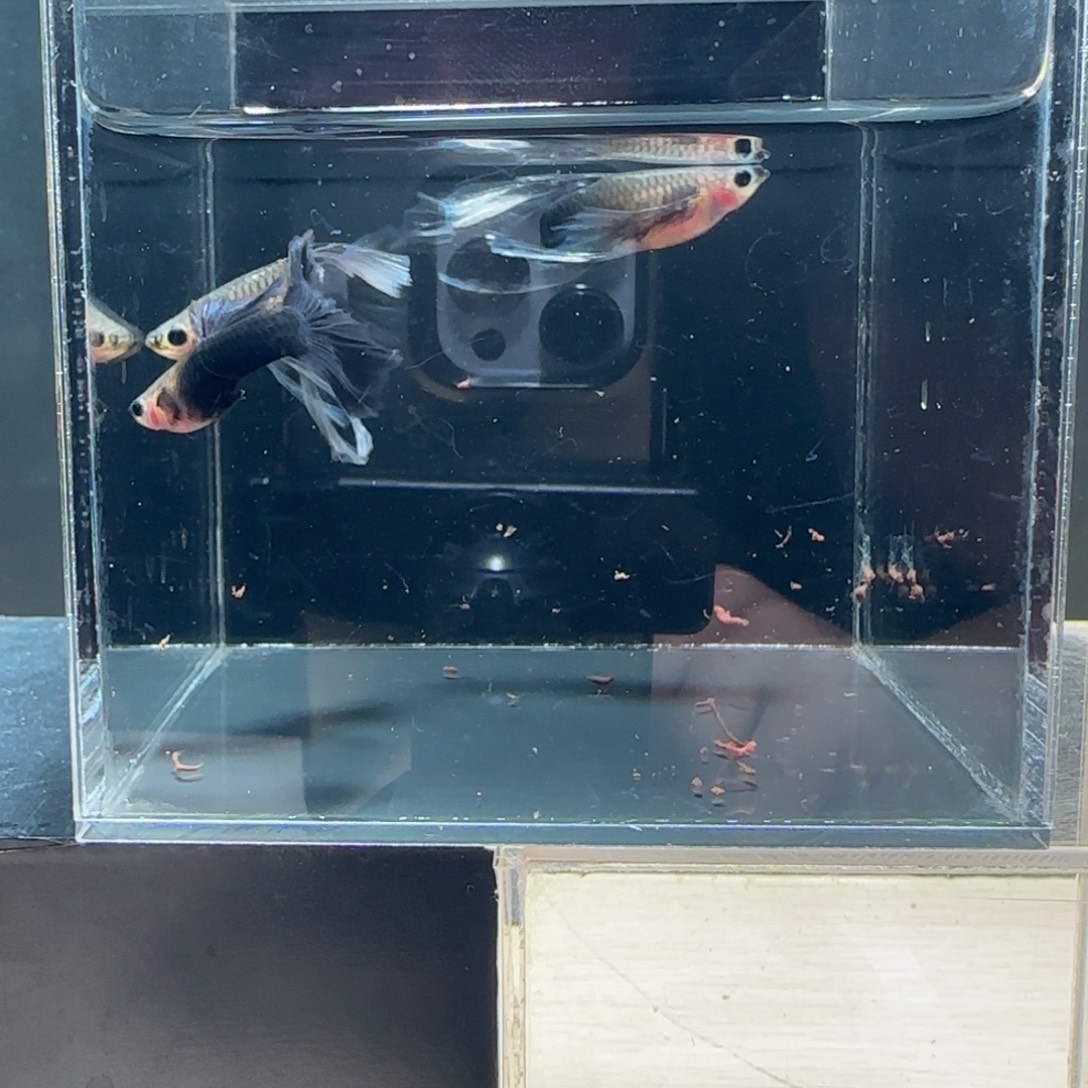 海水鱼蓝礼服玻璃体绣球微瑕1公2母