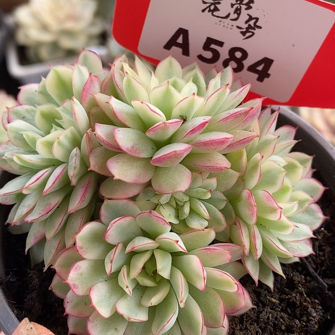 584群生梦幻哈哈哈哈哈