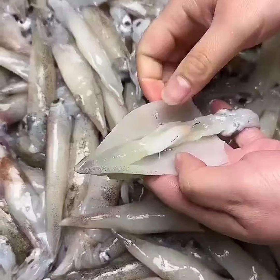 带籽母笔管鱼   海兔  小鱿鱼 美味海捕海鲜速冻发货