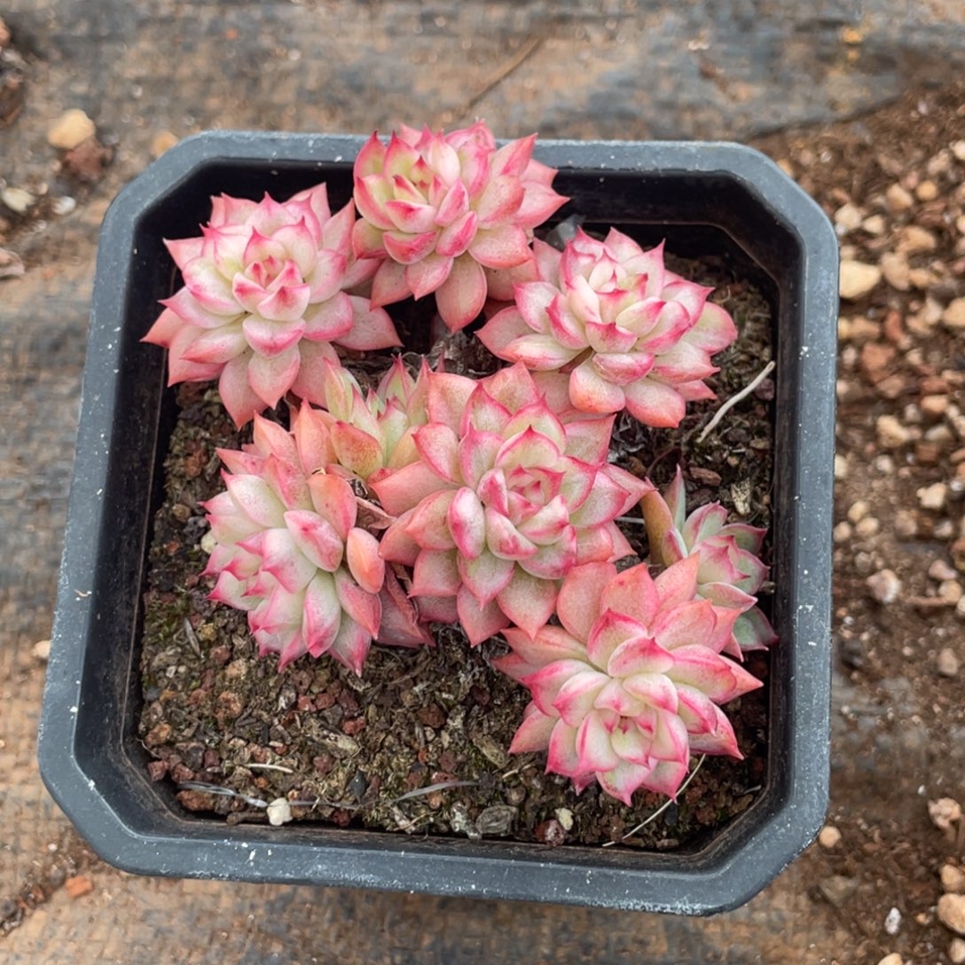 蹦***蹦东云趴地带锦宝贝专拍