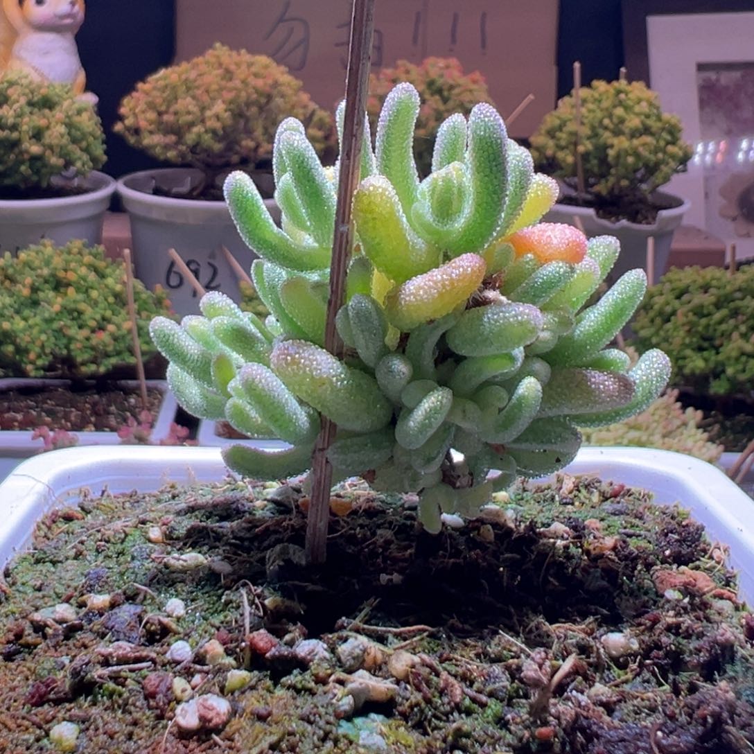 786橙叶锦一物一拍包开箱