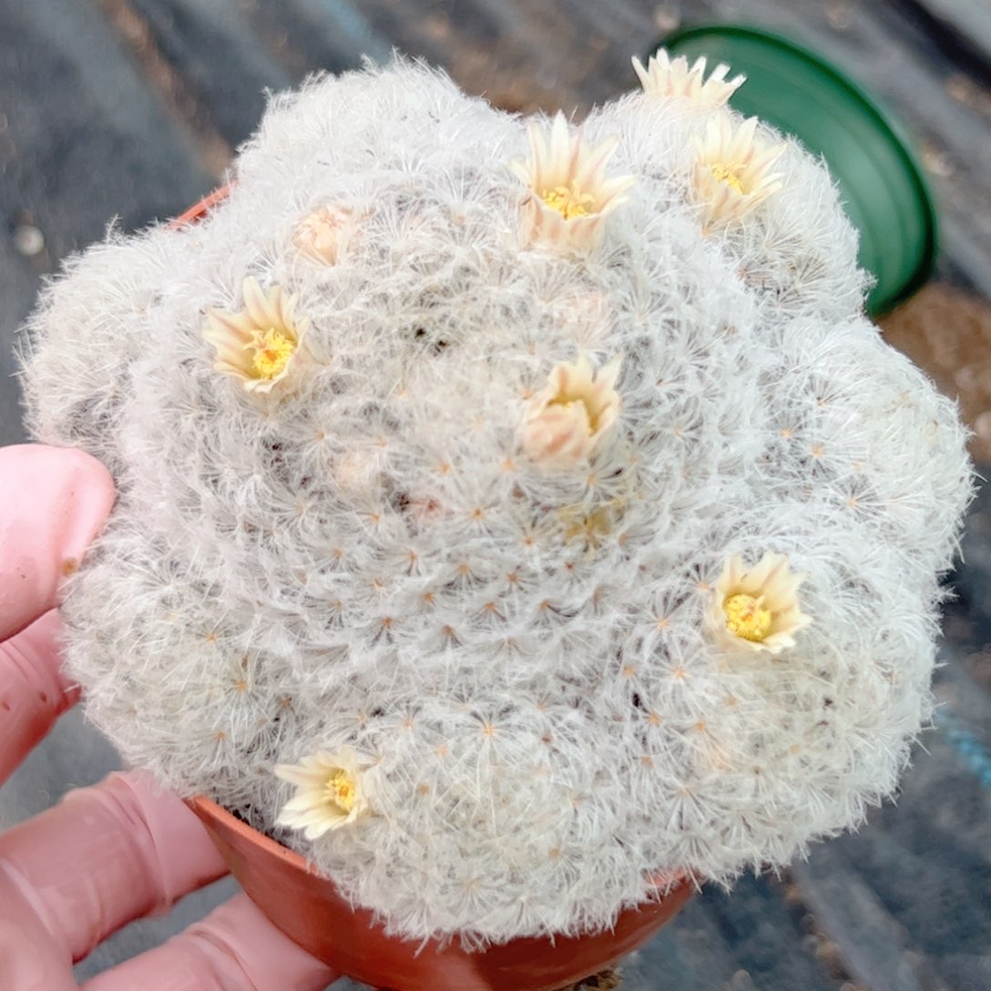 实生 白星 仙人球