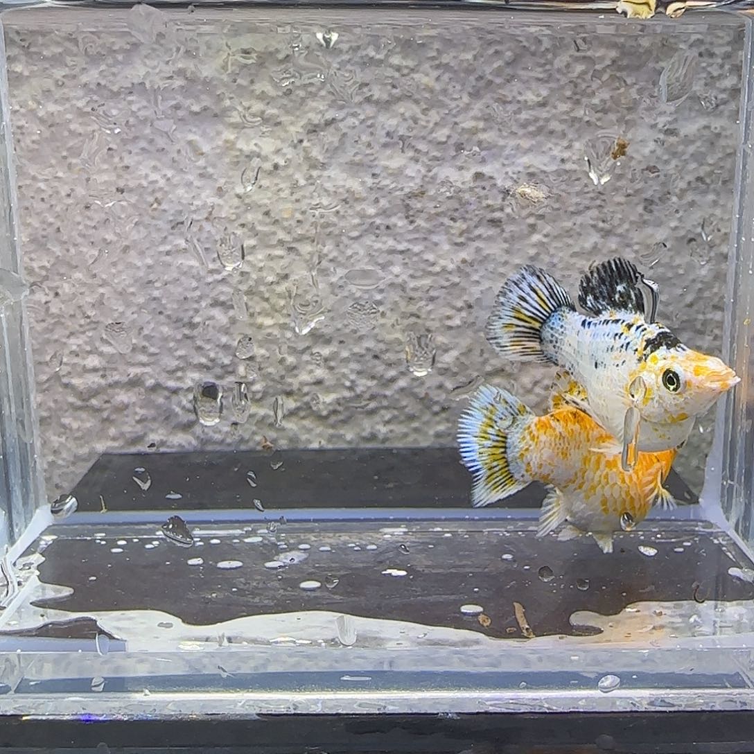 黑玛丽鱼皮卡丘玛丽。47号