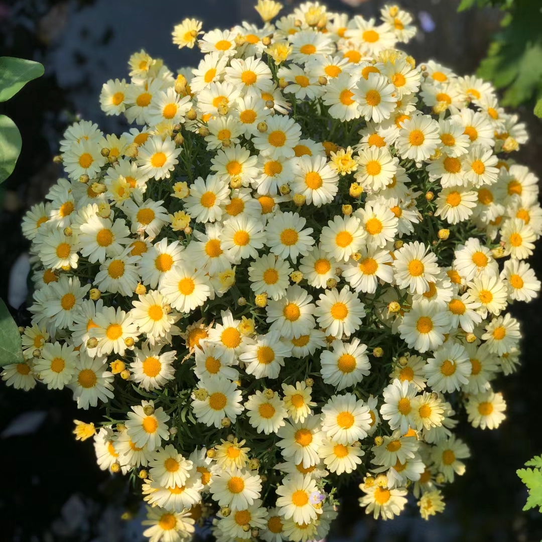 柠檬黄玛格丽特盆栽大苗室内外阳台庭院好养四季开花花卉绿植