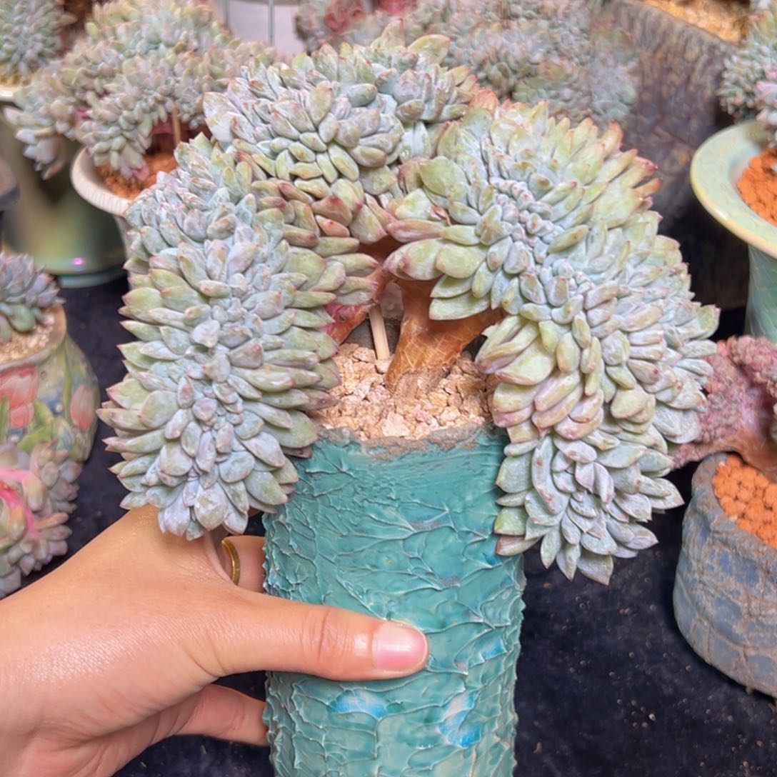 新年快乐 新年快乐