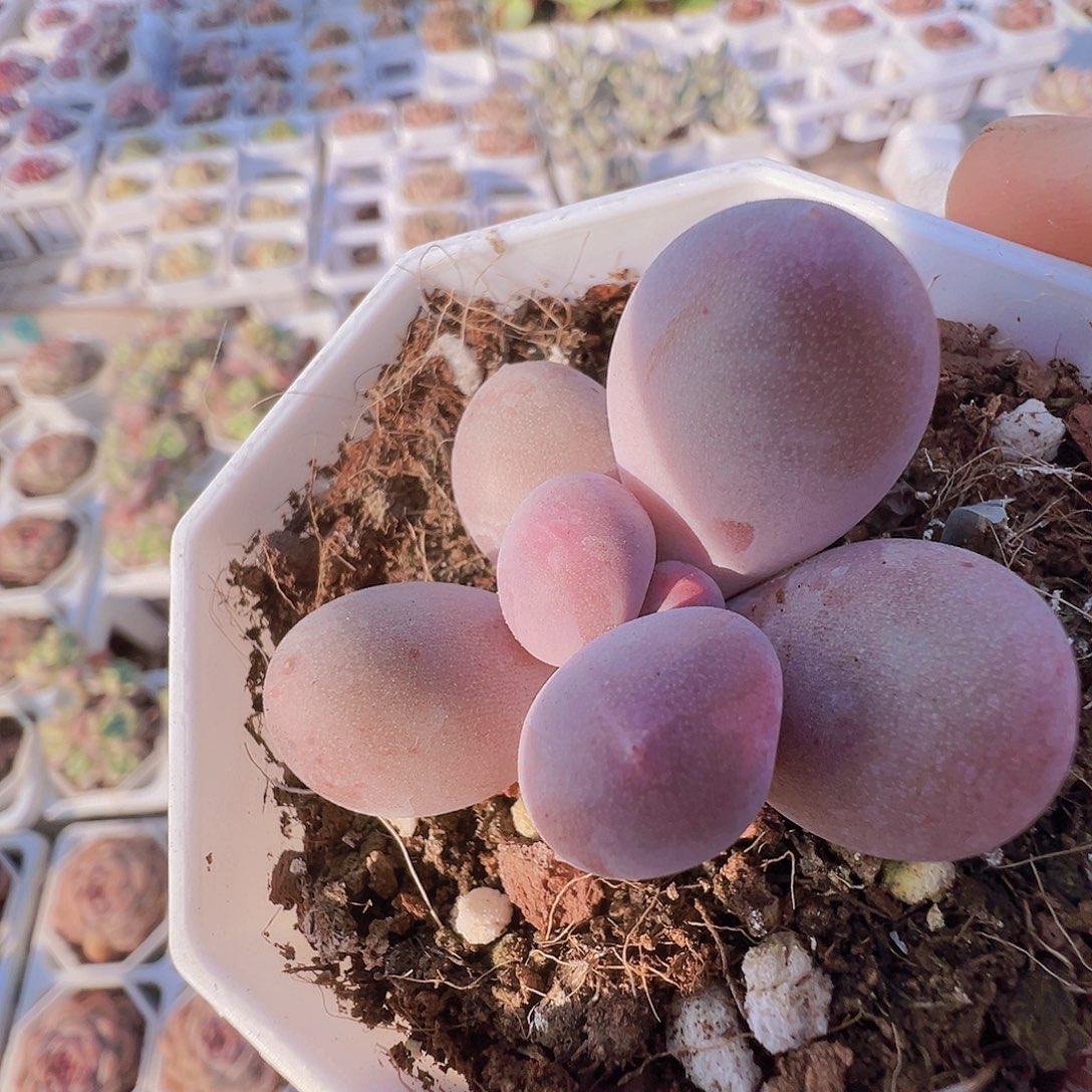 小米可奶19包邮多肉