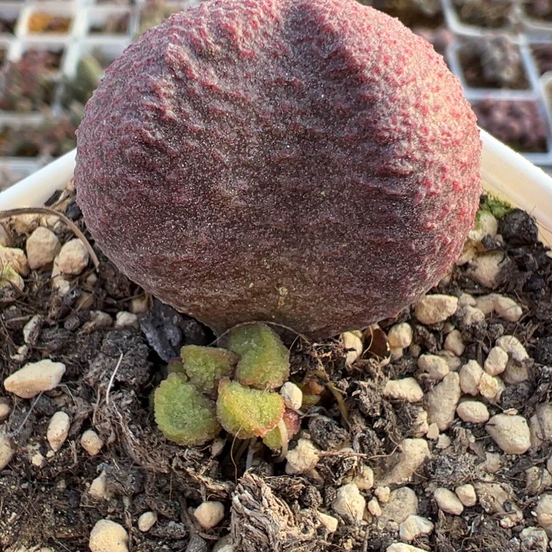 实生新品大苗多肉植物水泡