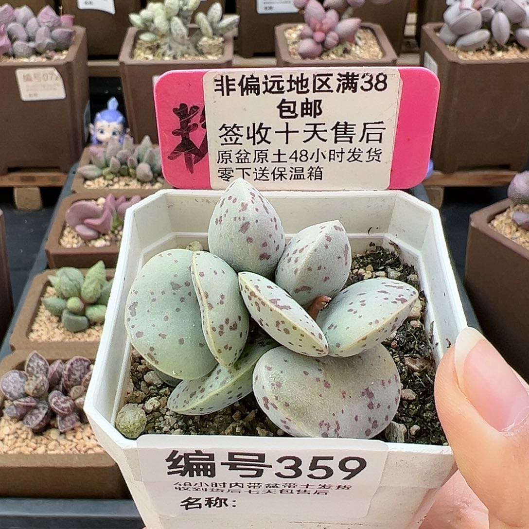 359巨型花蛋多肉