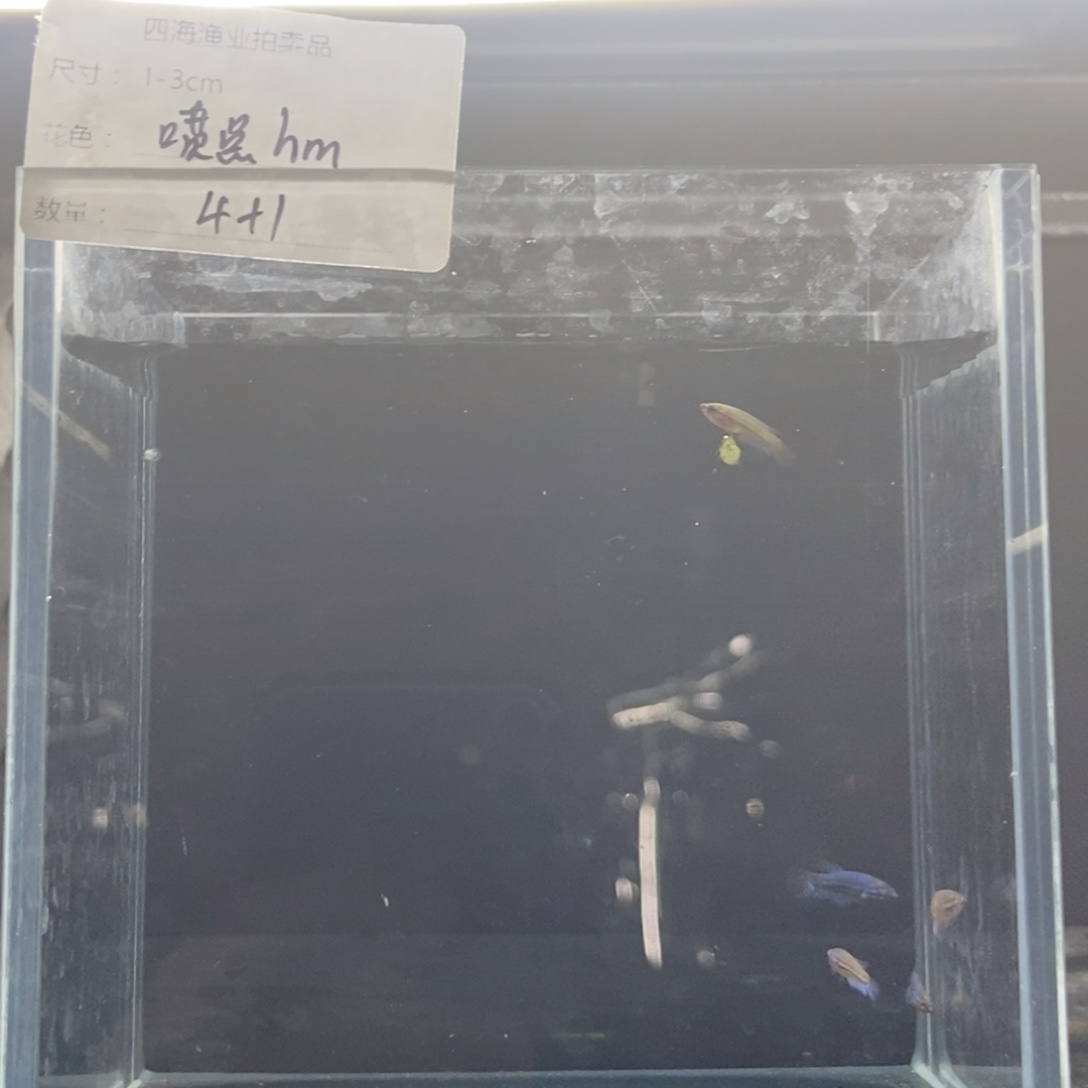 斗鱼包活不包损所见即所得006